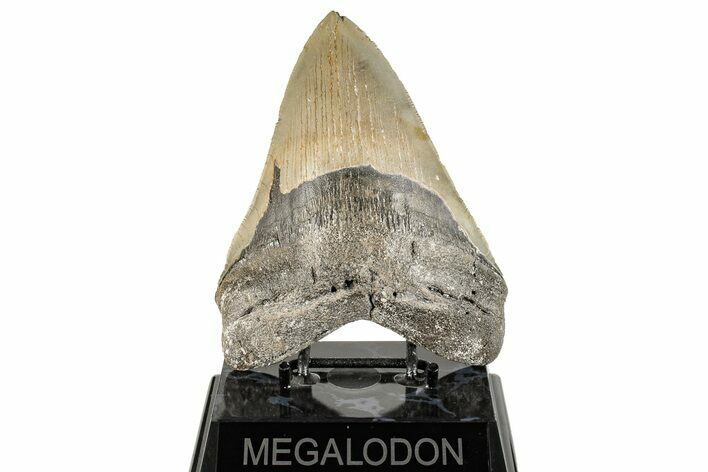 Serrated Fossil Megalodon Tooth - North Carolina #270732